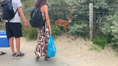 Wild roe deer buck approached by beachgoers in dunes during august rut season 動画素材 248365629