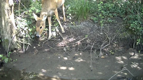 Wild Roe Deer Doe Crossing Woodland Stream Close Up Trail Camera Stock Footage 340518810