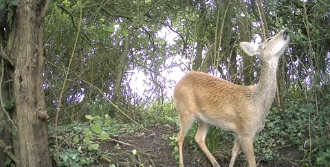 Wild Roe Deer Doe Grazing in Woodland Trail Camera Footage Stock Footage 338126828