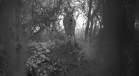 Wild Roe Deer Doe Standing Alert in Woodland at Night Trail Camera Stock Footage 336985887