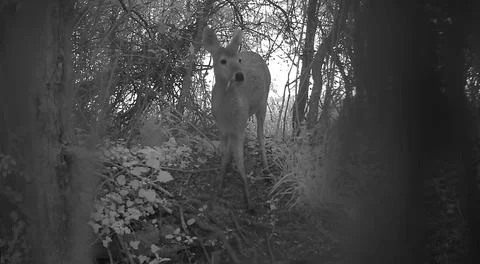 Wild Roe Deer Facing Camera at Night Trail Camera Image Stock Photos
