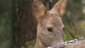 Wild roe Deer feeds whitetail HD 동영상