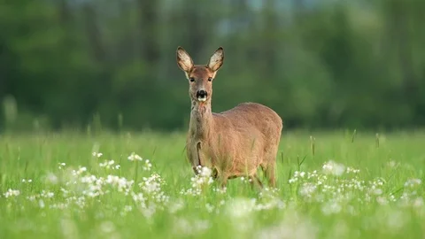 Wild roe deer in a field Stock Footage 89217586