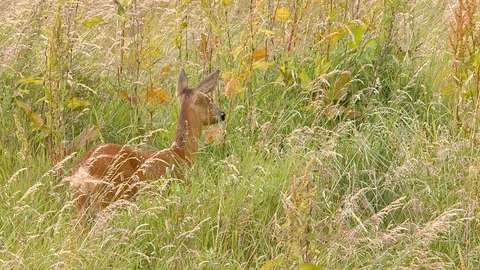 Wild Roe Deer in grassland. Stock Footage 120188271