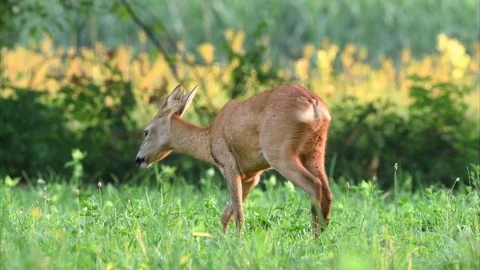 Wild roe deer grazing in a field Stock Footage 78488562