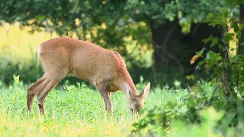 Wild roe deer grazing in a field Stock Footage 78488622