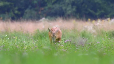 Wild roe deer grazing in a field Stock Footage 94669458