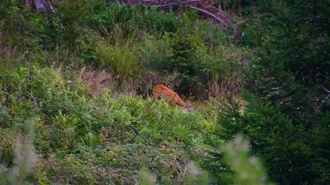 Wild roe deer grazing in a forest. Capreolus capreolus in natural environment Stock Footage 160117965