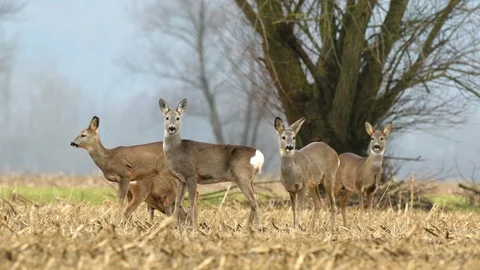 Wild roe deer herd in a field during winter season Stock Footage 86010563