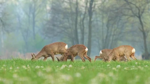 Wild roe deer herd grazing in a field Stock Footage 106492811