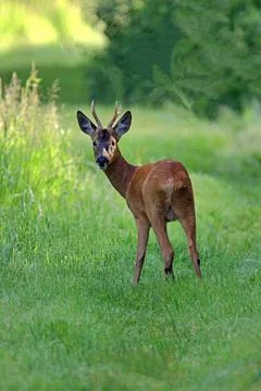 Wild roe deer looking back Stock Photos