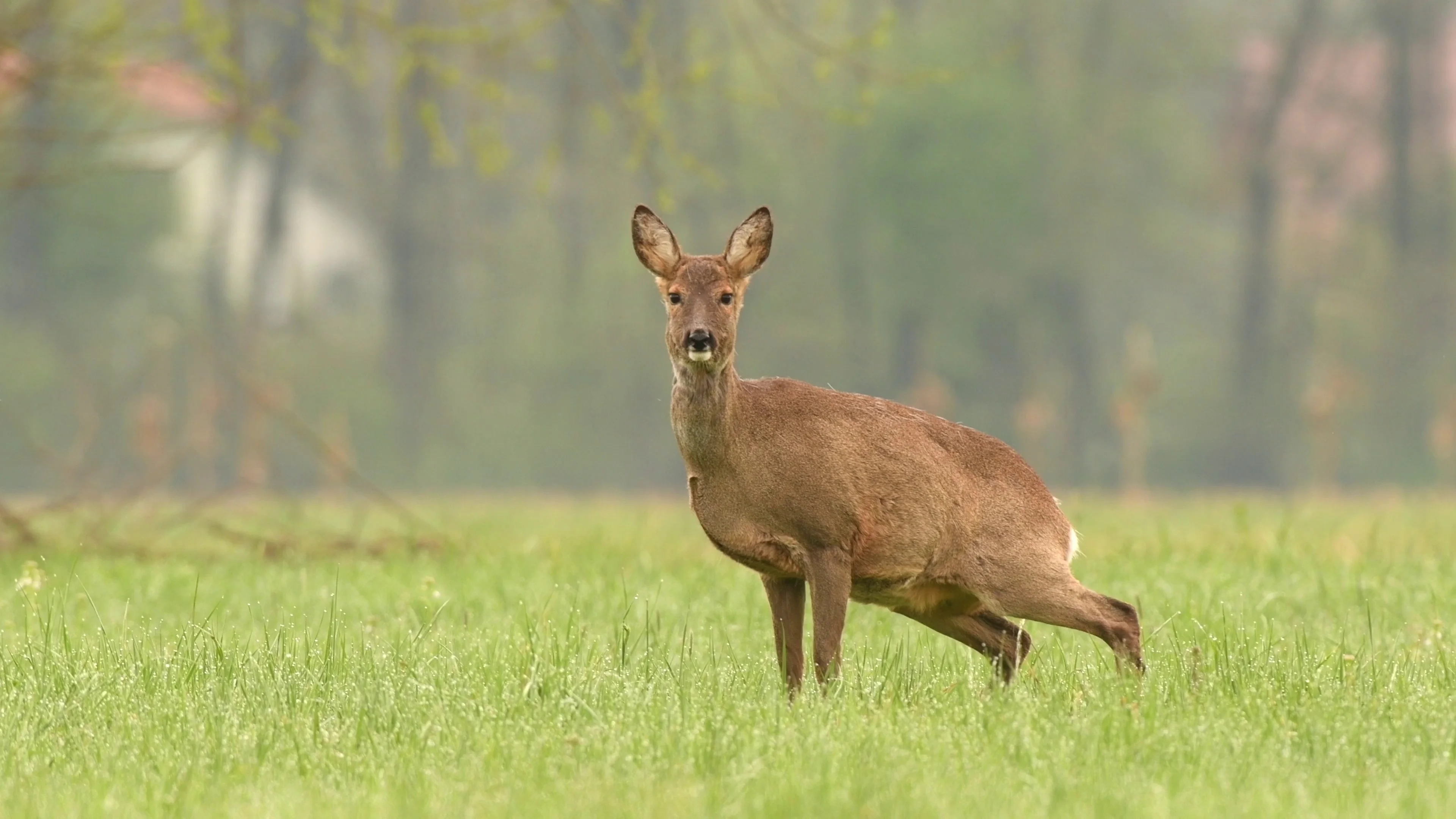 Roe deer, hirsch, wild, eat, horror - free image from