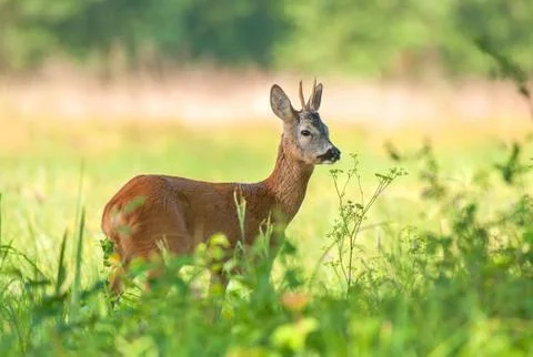 Wild roe deer Stock Photos