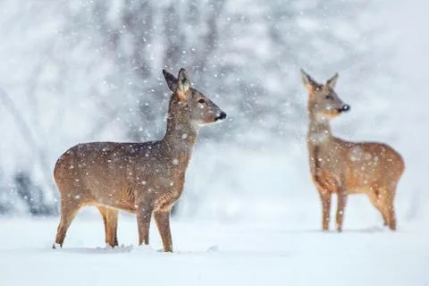 Wild roe deer in a snowfall Stock Photos