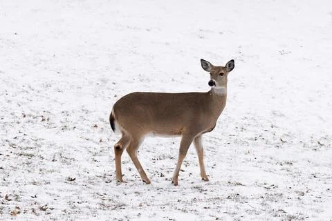 Wild roe deer in winter Stock Photos