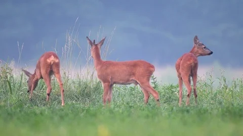 Wild roe deers grazing in a field on early morning Stock Footage 77306857
