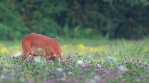 Wild roe deers grazing in a field Stock Footage 78488597