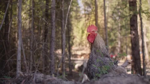 Wild rooster in the forest 库存影片 213489710