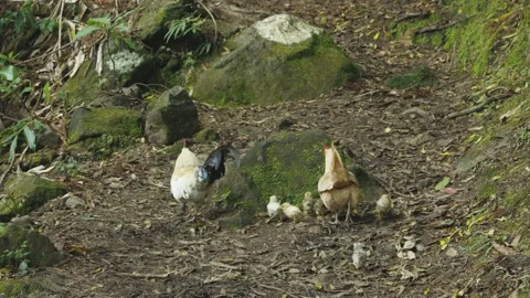 A wild rooster, a hen with young chicks walks through the forest. Chicken family Видео 203166758