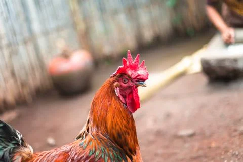 Wild rooster Stock Photos