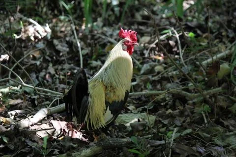 Wild Rooster Stock Photos
