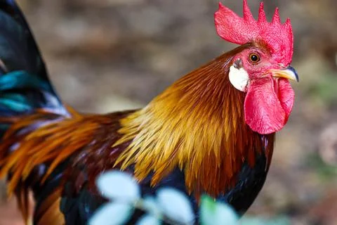 Wild rooster Foto stock