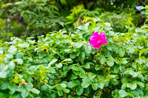 Wild rosa 스톡 사진