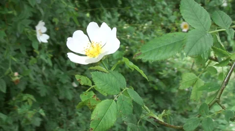 Wild Rose 01 Stock Footage 28027517