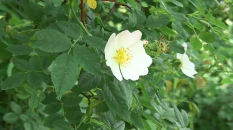 Wild Rose 02 Video stock 28025063