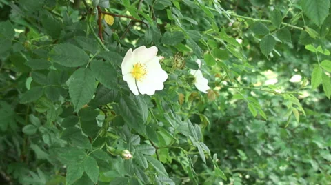 Wild Rose 03 Video stock 28022433