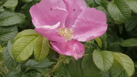 Wild rose and bumblebee 動画素材 101450971