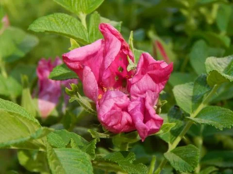 Wild rose with a bee closeup Stock Photos