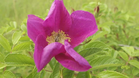Wild Rose is being pollinated by a bee Stock Footage 165540039