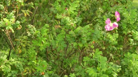 Wild Rose Berries Stock Footage 8644972