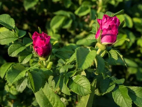 Wild rose in bloom Stock Photos