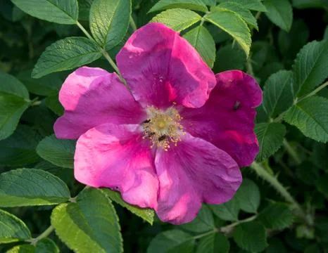 Wild rose in bloom Stock Photos