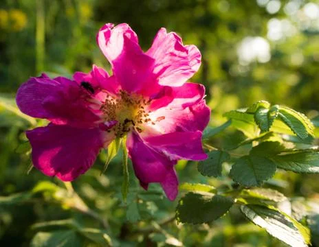Wild rose in bloom Stock Photos