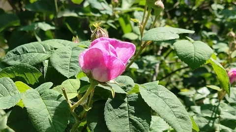 Wild rose bud Stock Footage 196596167