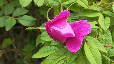 Wild rose bud Stock Footage 196909726