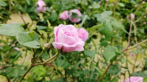 Wild rose bud1 Stock Footage 196909916