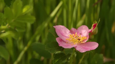 Wild rose with bug Stock Footage 35663584