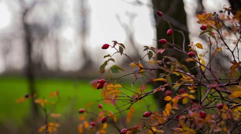 Wild Rose Bush Stock Footage 32500286