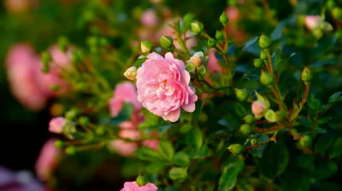 Wild rose bush Video stock 57700261