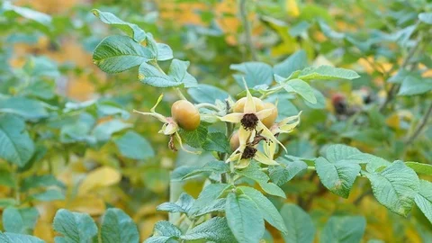 The wild rose Bush in the summer. Stock Footage 122650543