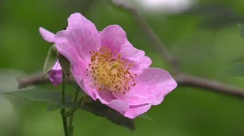 Wild rose closeup green background Stock Footage 51807995