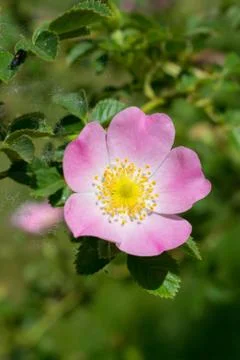 Wild rose closeup Stock Photos