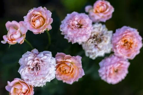 Wild Rose Flower In The Backyard Stock Photos