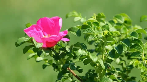 Wild rose flower Stock-Footage 24092788