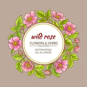 Wild rose flowers frame Stock Illustration