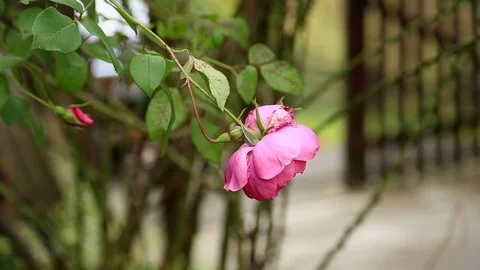 Wild rose in focus Stock Footage 75468496
